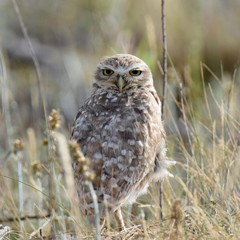 Burrowing Owl