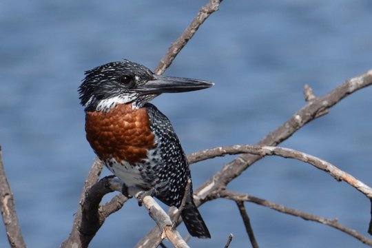 Giant Kingfisher