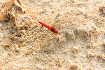 A red dragonfly perching on a dry dandelion flower with soft background