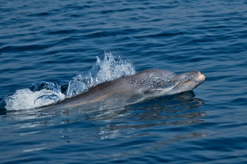 Obraz premium Common bottlenose dolphin, Tursiops truncatus, South Africa