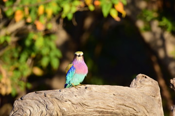 Obraz premium Lilac breasted bee eater