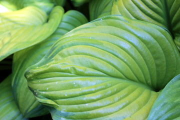 close up of the delicate lines of hosta plant