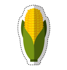 cob corn isolated icon vector illustration design
