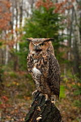 great horned owl, bubo virginianus