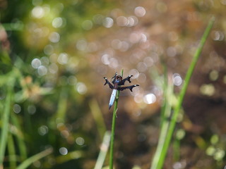 Dragonflies in Tanzania