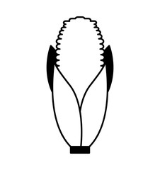 cob corn isolated icon vector illustration design