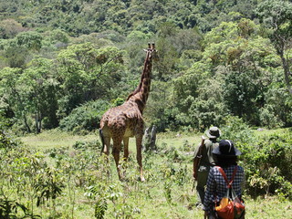 Discover the giraffe at the walk-in safaris!
