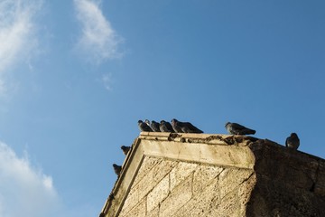 Gray pigeon on the old roof. Stock image.