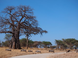 Baobab and march of the gnu 