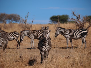 Fototapeta na wymiar Beautiful Zebra