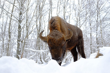 Front close view of assault European bison