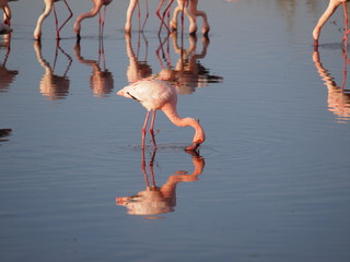 Flamingo on the waterside