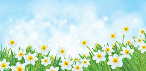 Vector white daffodil flowers on sky bokeh background.