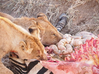 Lions are eating a zebra