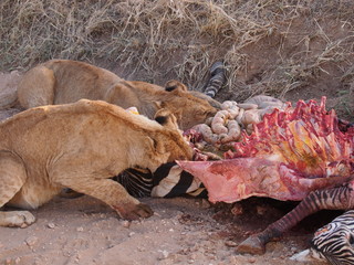 Lions are eating a zebra
