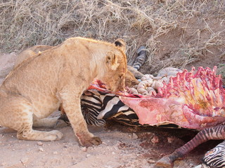 Lions are eating a zebra