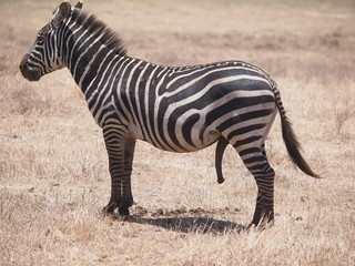 シマウマの陰部
