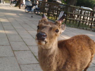 Deer in Nara Prefecture/Japan