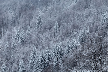 Winter landscape of fir trees forest