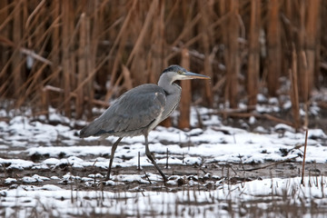 grey heron, ardea cinerea, Czech republic