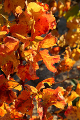 Vigne en automne