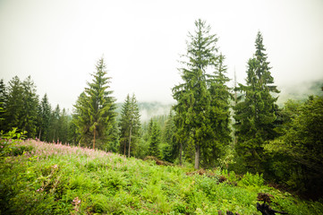 coniferous forests in the mountains in the fog