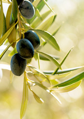 vertical image of warm summer light on a group of olives