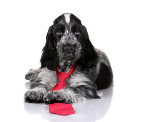 Puppy English cocker spaniel on a white background
