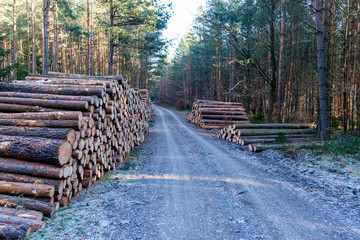 Holzpolter am Grenzsteinwanderweg in der Nähe von Hummelshain i