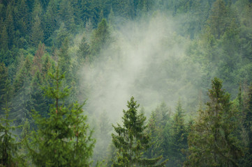 coniferous forests in the mountains in the fog