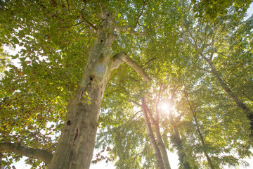 Blätterdach im Gegenlicht