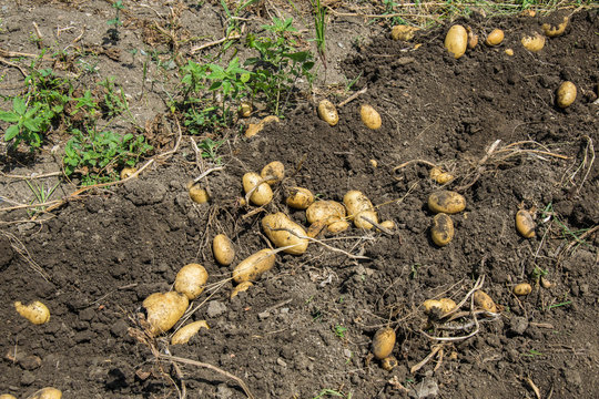 Potatoes in the ground