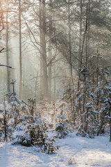 winter in forest