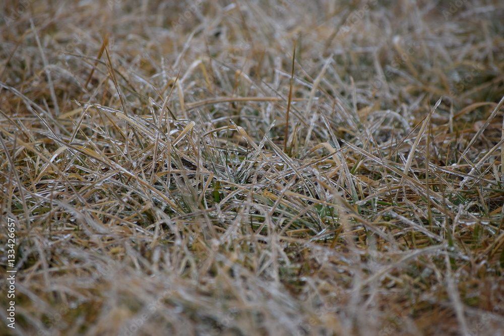 Canvas Prints icy grass