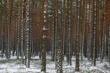 Sosnowy las zimą. © boguslavus