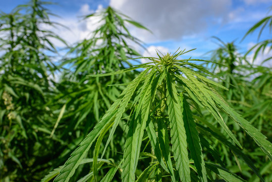 Natural marijuana plant