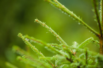 The vegetation of coniferous forests and alpine meadows