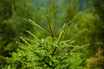 The vegetation of coniferous forests and alpine meadows