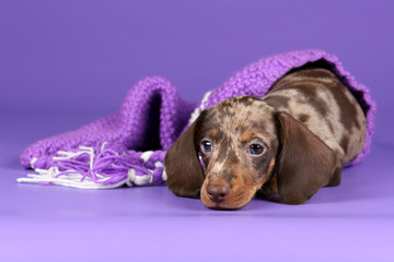 Little Dachshund puppy on a purple background