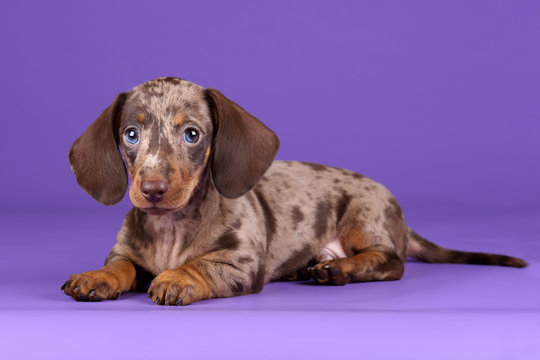 Little Dachshund puppy on a purple background