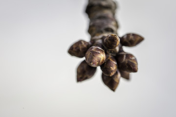 Knospen in der Nahaufnahme