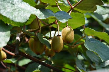 Kiwi fruit hanging from a tree in a natural environment