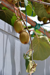 Kiwi fruit hanging from a tree in a natural environment