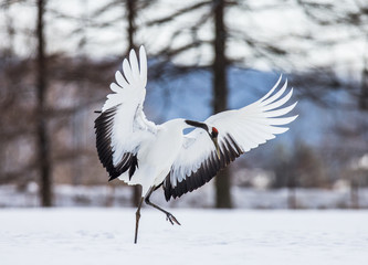 Japanese crane squared his wings. Japan. Hokkaido. Tsurui.  An excellent illustration.