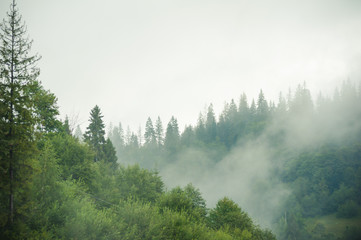 coniferous forests in the mountains in the fog