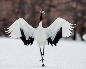 Naklejka premium Japanese crane squared his wings. Japan. Hokkaido. Tsurui. An excellent illustration.