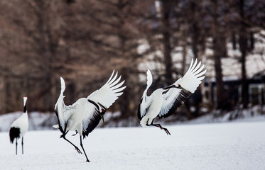 Dancing Japanese Crane in the snow. Japan. Hokkaido. Tsurui.  An excellent illustration.