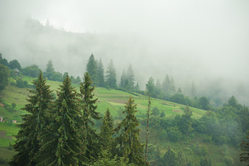 coniferous forests in the mountains in the fog
