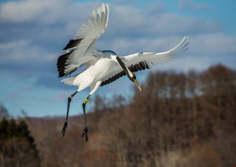 Japanese crane in flight. Japan. Hokkaido. Tsurui.  An excellent illustration.