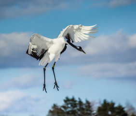 Japanese crane in flight. Japan. Hokkaido. Tsurui.  An excellent illustration.